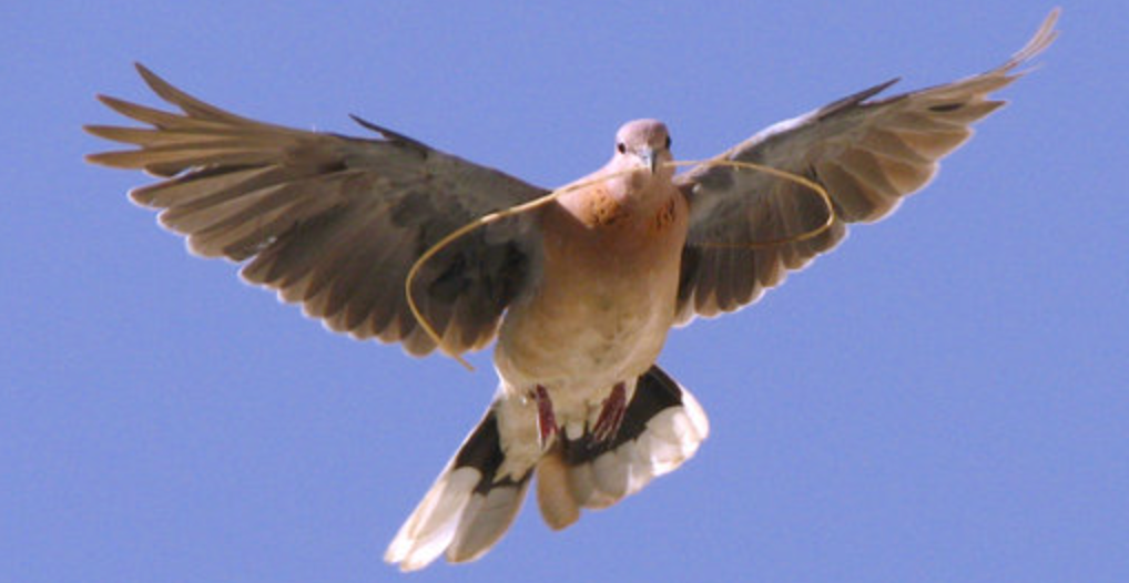 In the School of the Holy Spirit: Inspiring Texts - The Catholic Woodworker